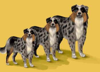 The very cute, totally disturbing tale of the American “it” dog