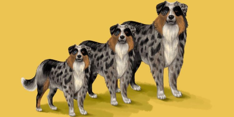 The very cute, totally disturbing tale of the American “it” dog