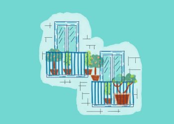 Blueberries on your balcony: your guide to growing fruit in pots