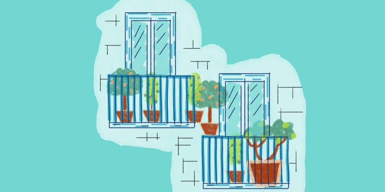 Blueberries on your balcony: your guide to growing fruit in pots