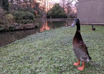 Long Boi the long duck has made a splash on Twitter and amassed more than 20,000 Instagram followers amazed by his longness. He lives on the campus of University of York in England but waddled onto Twitter and Reddit this week.