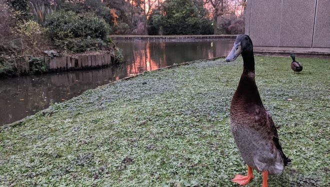Long Boi the long duck has made a splash on Twitter and amassed more than 20,000 Instagram followers amazed by his longness. He lives on the campus of University of York in England but waddled onto Twitter and Reddit this week.