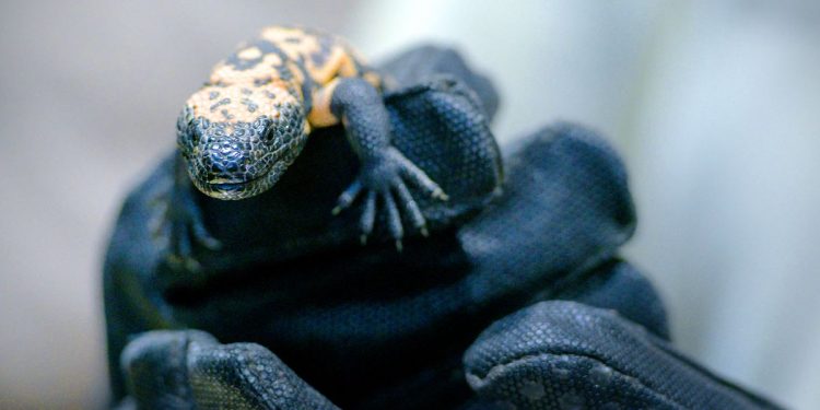 A lizard’s venom inspired a promising weight loss drug