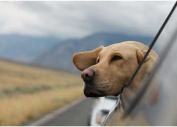 How-To-Adopt-A-Dog-in-Illinois