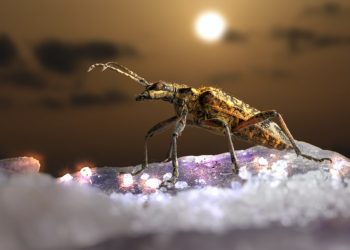 Treatment Options for a Pest Infestation