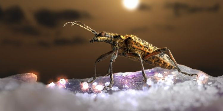 Treatment Options for a Pest Infestation