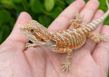 Do-reptiles-enjoy-being-pets