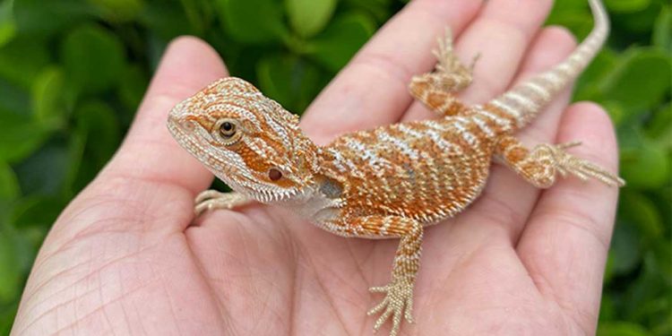 Do-reptiles-enjoy-being-pets