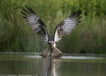 Hari Kumar Prasannakumar captured this photograph of an osprey - a runner-up in the Wildlife category - in Aviemore, Scotland. Ospreys, also known as sea hawks, migrate from Africa to Scotland every year. While there, the Indian photographer camouflaged himself and watched an osprey's hunting mission play out from his perch. He recalls: 'A lucky osprey in search of its breakfast swooped down on a lake to catch a bite to eat and flew off with a fish in each claw.' Prasannakumar spent around two and half years waiting for the perfect moment to capture the image, and describes it as a 'dream shot'. 'The passion and my patience paid off,' he says. 'I was waiting for the bird from 4am in the morning, I got the first jump at 5am but it was a noisy image due to low light. Another bird came and this time I got the shot.' The judges say: 'An extremely impressive shot'