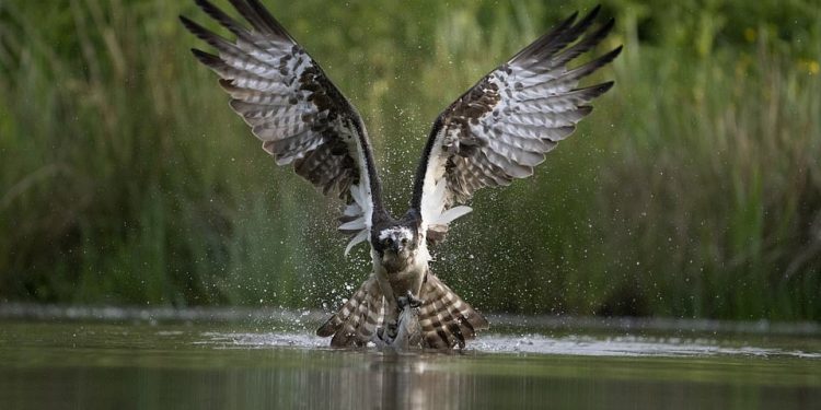 Hari Kumar Prasannakumar captured this photograph of an osprey - a runner-up in the Wildlife category - in Aviemore, Scotland. Ospreys, also known as sea hawks, migrate from Africa to Scotland every year. While there, the Indian photographer camouflaged himself and watched an osprey's hunting mission play out from his perch. He recalls: 'A lucky osprey in search of its breakfast swooped down on a lake to catch a bite to eat and flew off with a fish in each claw.' Prasannakumar spent around two and half years waiting for the perfect moment to capture the image, and describes it as a 'dream shot'. 'The passion and my patience paid off,' he says. 'I was waiting for the bird from 4am in the morning, I got the first jump at 5am but it was a noisy image due to low light. Another bird came and this time I got the shot.' The judges say: 'An extremely impressive shot'