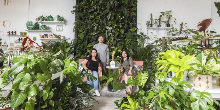 Rare houseplants sold in Huntington Beach, Garden Grove shops