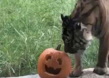 Frances the Sumatran tiger, 7, lives at the Nashville Zoo's Tiger Crossroads exhibit in Tennessee.
