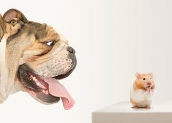 Understanding-Anxious-Pets