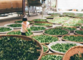 The Business Behind Kratom Production