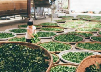 The Business Behind Kratom Production