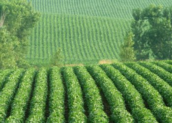 Earning Trust in Ag Tech Key to Food Affordability and Sustainability