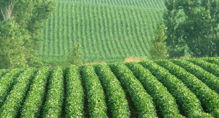 Earning Trust in Ag Tech Key to Food Affordability and Sustainability