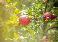 Detail image of a pomegranate on a branch.