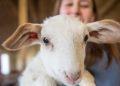 How Gordon Ramsay’s lamb slaughter joke explains our confusing relationship with meat