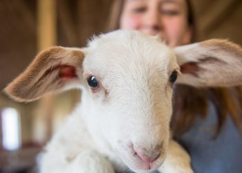 How Gordon Ramsay’s lamb slaughter joke explains our confusing relationship with meat