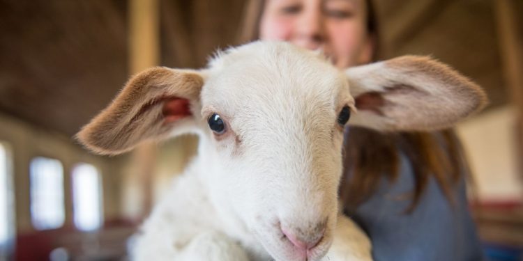 How Gordon Ramsay’s lamb slaughter joke explains our confusing relationship with meat