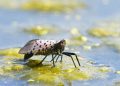 Spotted Lanternfly Invasion Has Gone Viral and Led to Crush Fetish Video Explosion