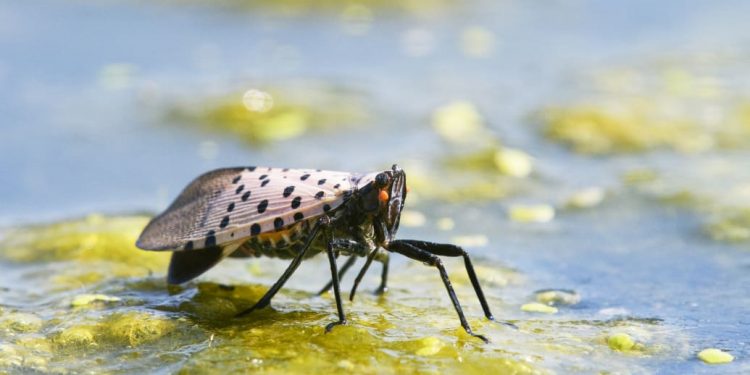 Spotted Lanternfly Invasion Has Gone Viral and Led to Crush Fetish Video Explosion