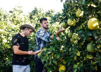 The Impact of AI and Big Data within the Food Industry