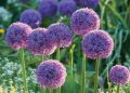 Plant bulbs now for a spring payoff | Community & Lifestyle
