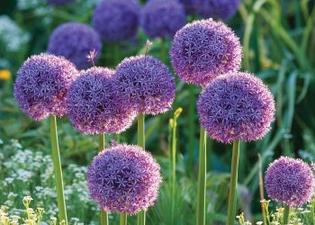 Plant bulbs now for a spring payoff | Community & Lifestyle