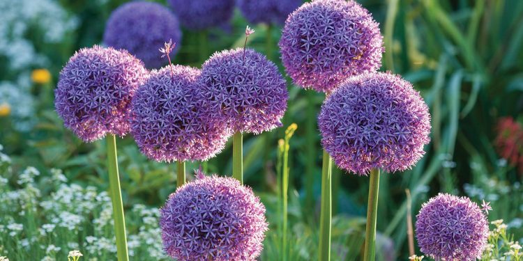 Plant bulbs now for a spring payoff | Community & Lifestyle