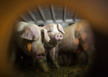 Supreme Court hears pork industry challenge to California law