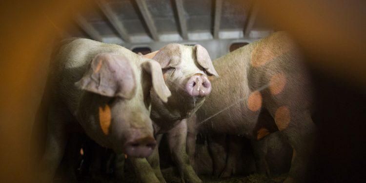 Supreme Court hears pork industry challenge to California law