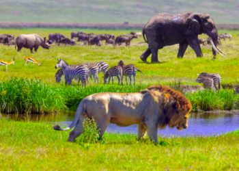 Outstanding Wildlife Escapes to Enjoy in 2023