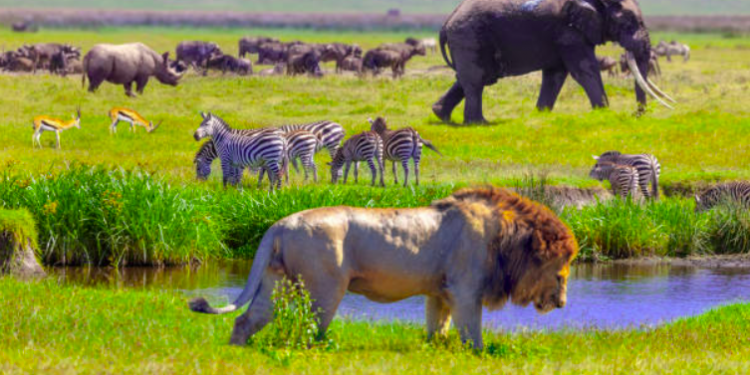 Outstanding Wildlife Escapes to Enjoy in 2023