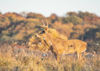 Zombie deer disease is a 'slow moving disaster'. Why scientists say humans should 'be prepared'.