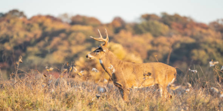 Zombie deer disease is a 'slow moving disaster'. Why scientists say humans should 'be prepared'.