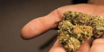 Illinois sets a new record for cannabis sales. Doctors notice an increase in psychotic disorders due to the use of cannabis