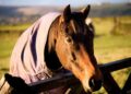 Best Farms & Ranches for Horseback Riding Near Austin, TX