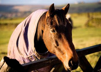 Best Farms & Ranches for Horseback Riding Near Austin, TX