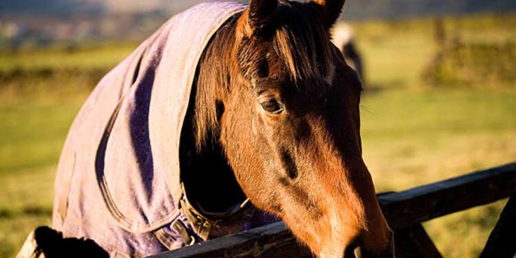 Best Farms & Ranches for Horseback Riding Near Austin, TX
