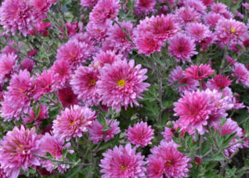 Best Flower Shops in Chicago to Get Fresh Floral Arrangements