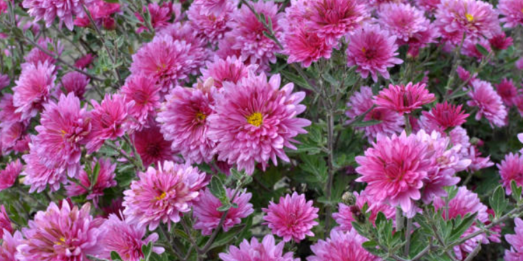 Best Flower Shops in Chicago to Get Fresh Floral Arrangements