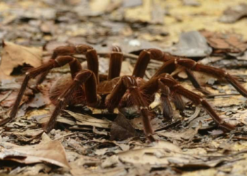 Lethal funnel-web spider "Hercules" records record for the largest specimen of the species collected
