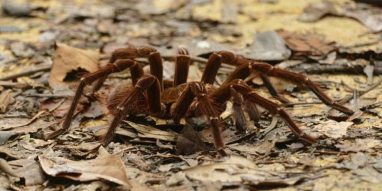 Lethal funnel-web spider "Hercules" records record for the largest specimen of the species collected