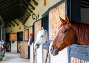 Top Stables to Rent Horses within Phoenix, AZ
