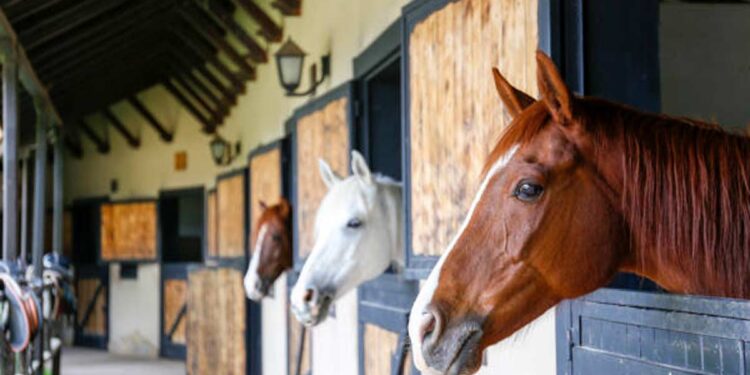 Top Stables to Rent Horses within Phoenix, AZ