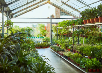 7 Adorable Plant Shops & Nurseries Near You in Phoenix