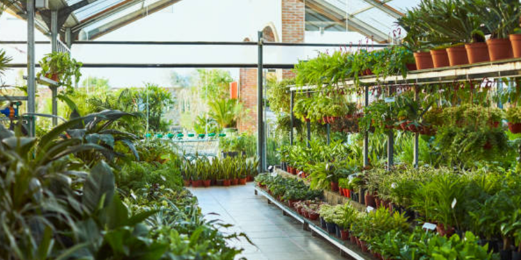 7 Adorable Plant Shops & Nurseries Near You in Phoenix