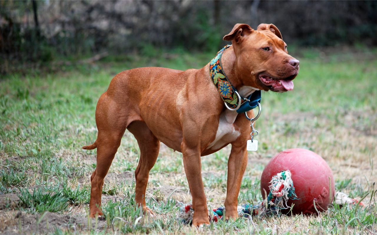 American Pit Bull Terrier